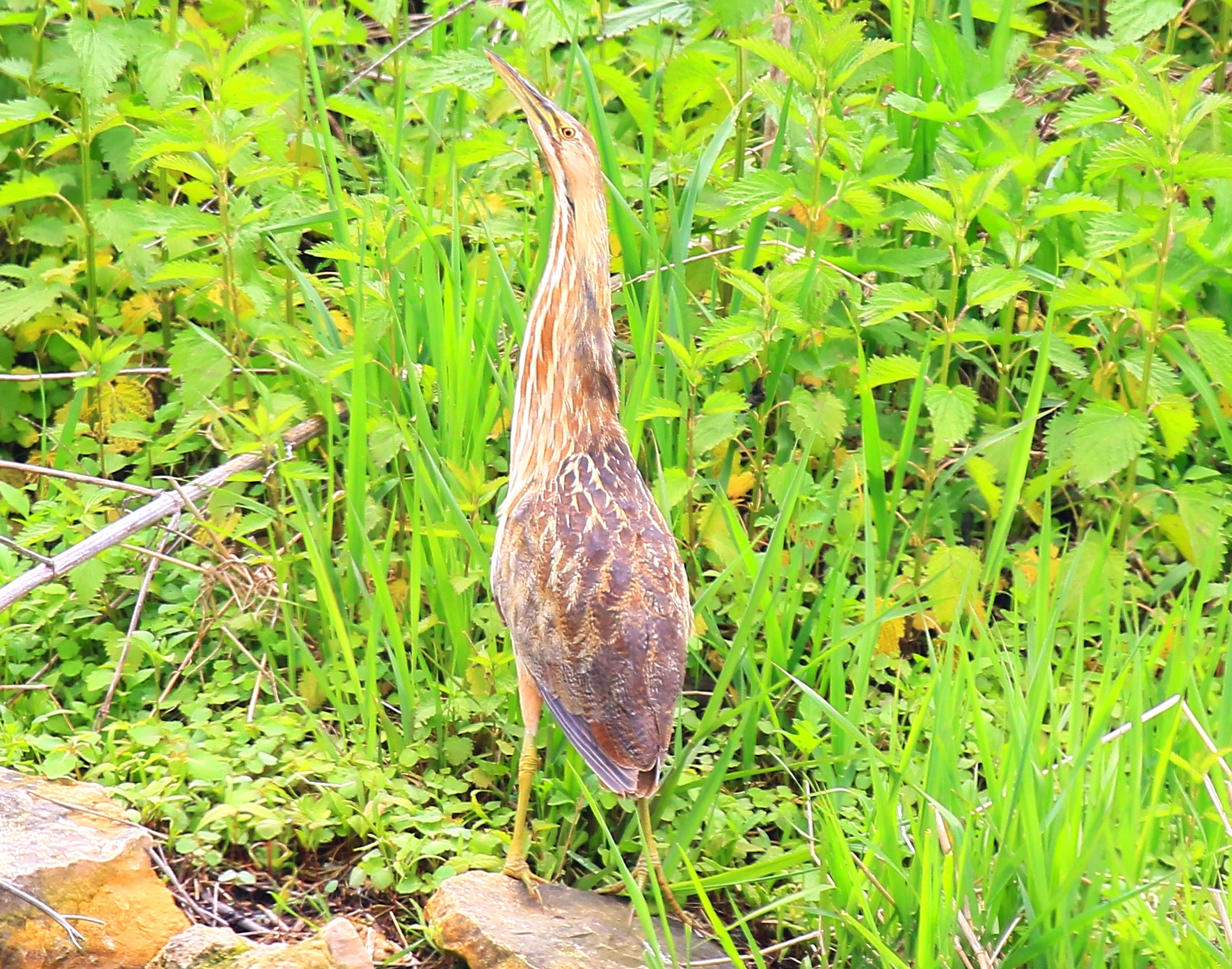 American Bittern, Larry Reis
