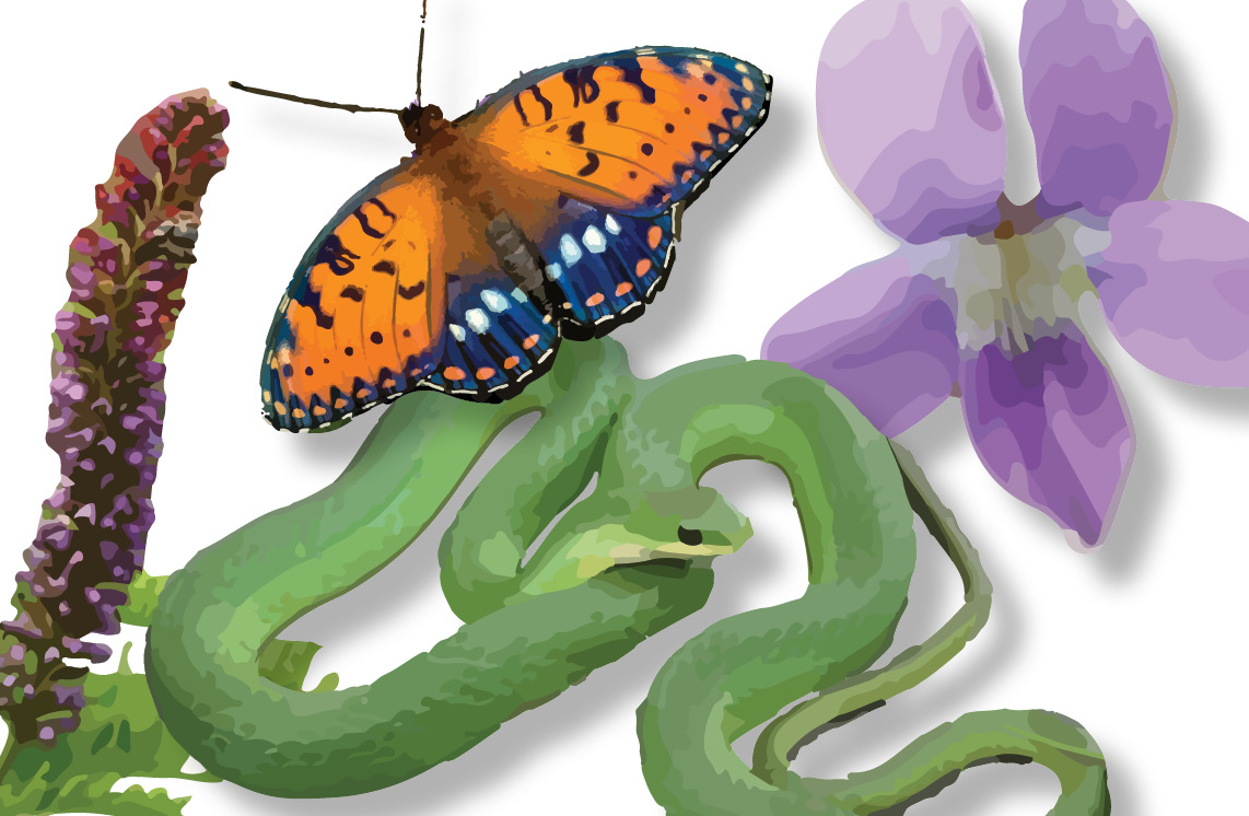 Graphics of some of the species found at Wildin