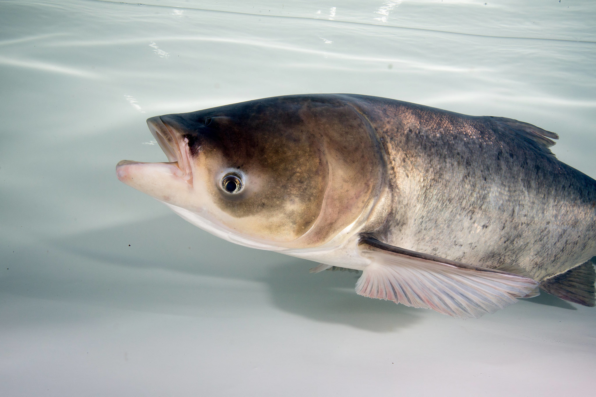 Bighead Carp