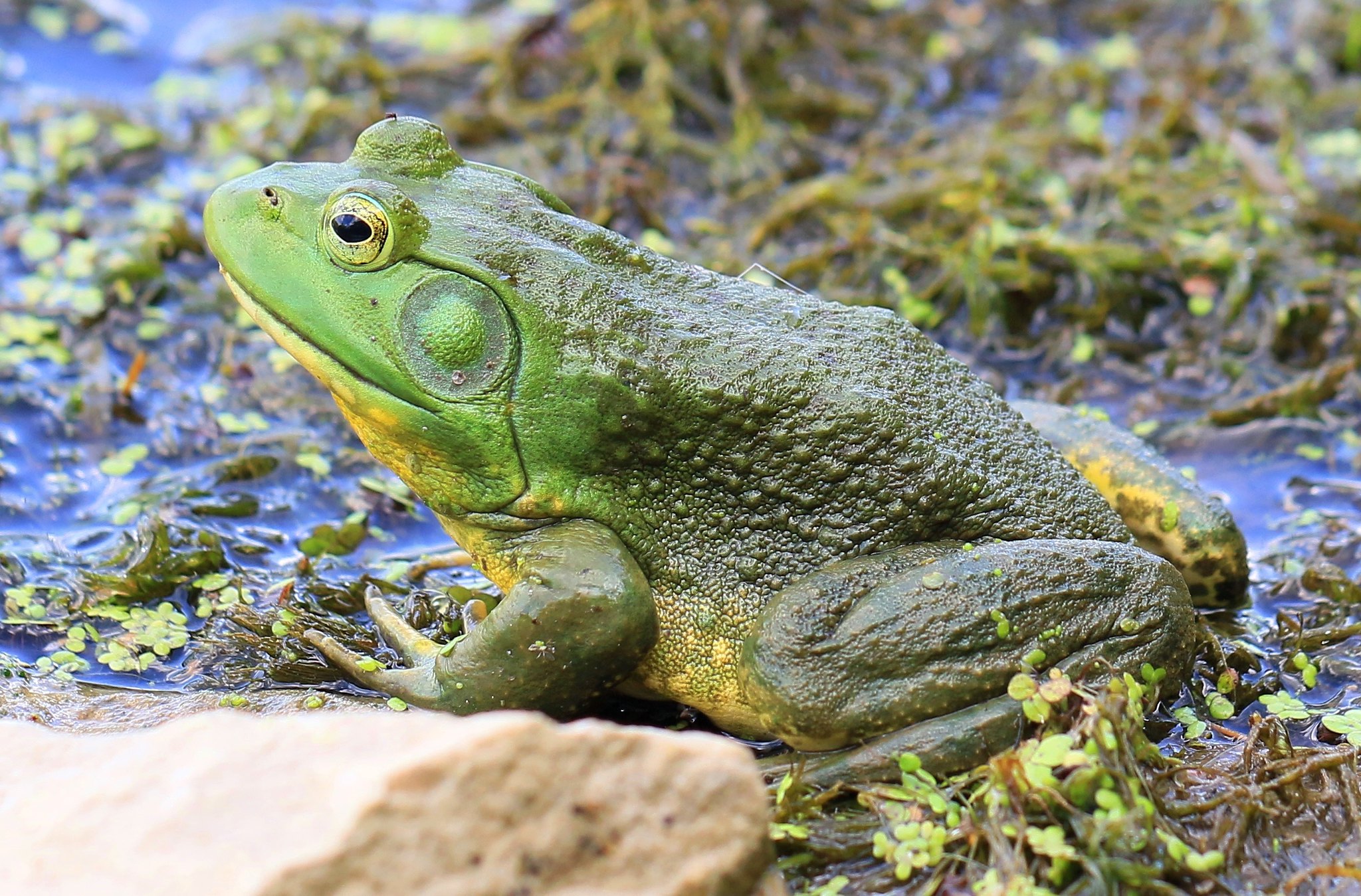 American Bullfrog