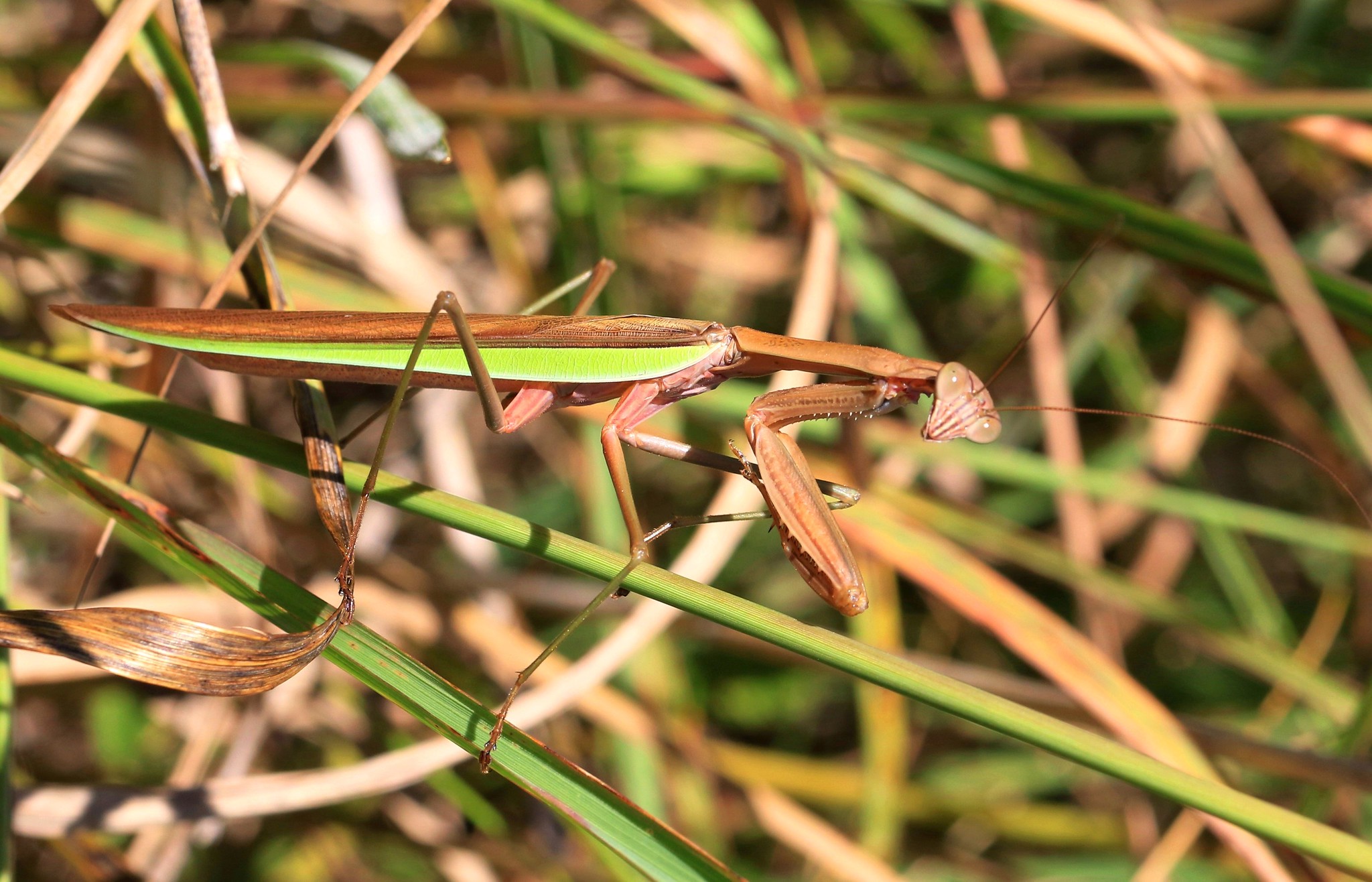 Chinese Mantis