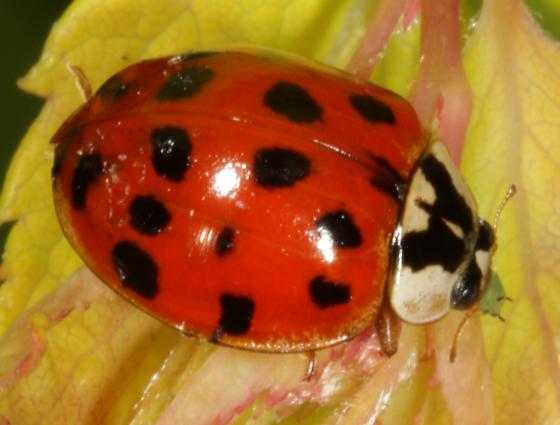 Asian beetle
