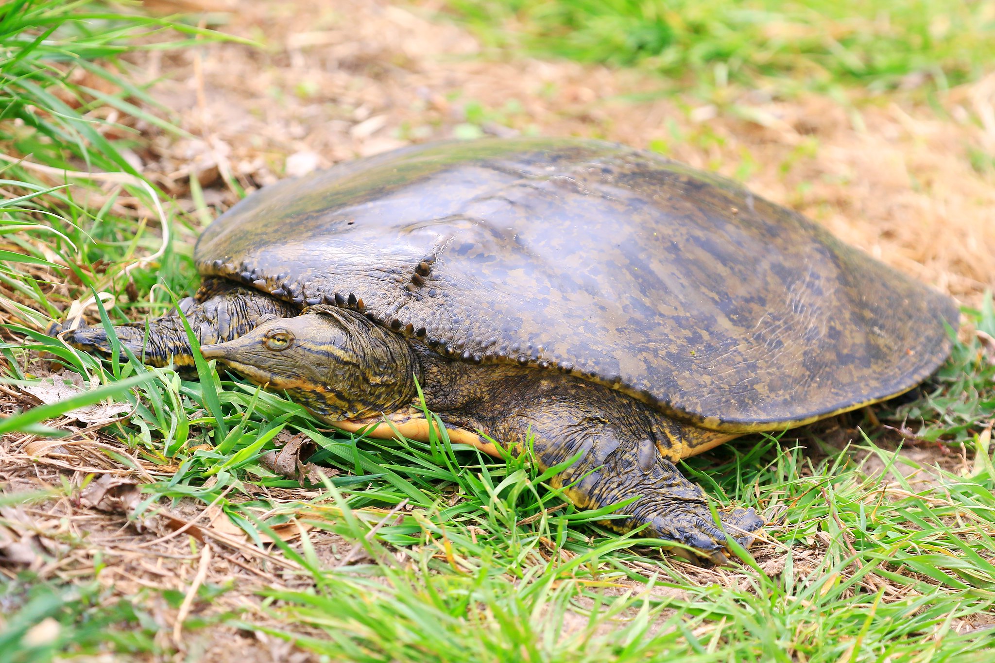 Species spotlight: Iowa's turtles