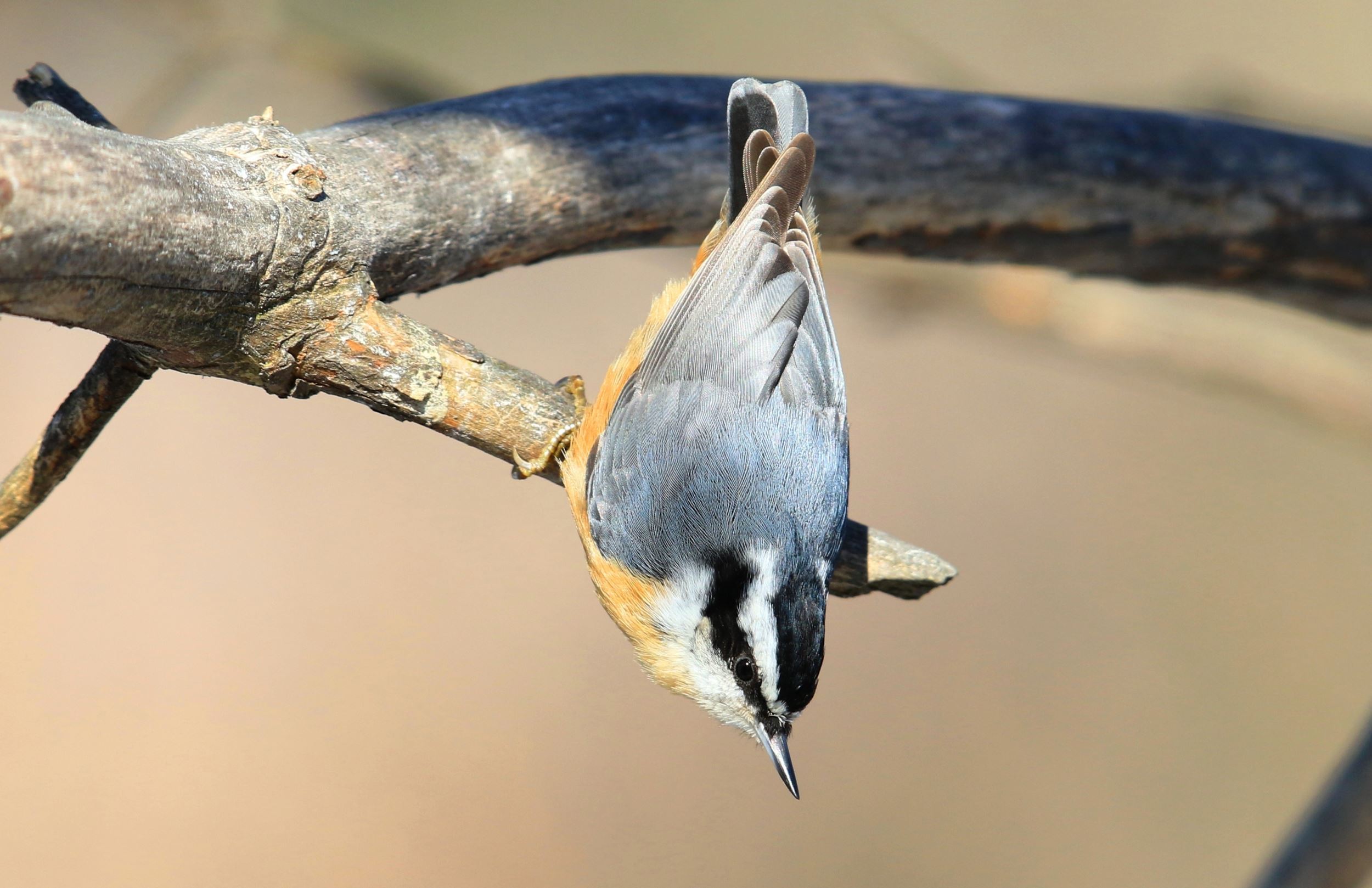 Red-breasted nuthatch (Sitta canadensis)