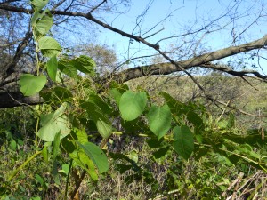 knotweed