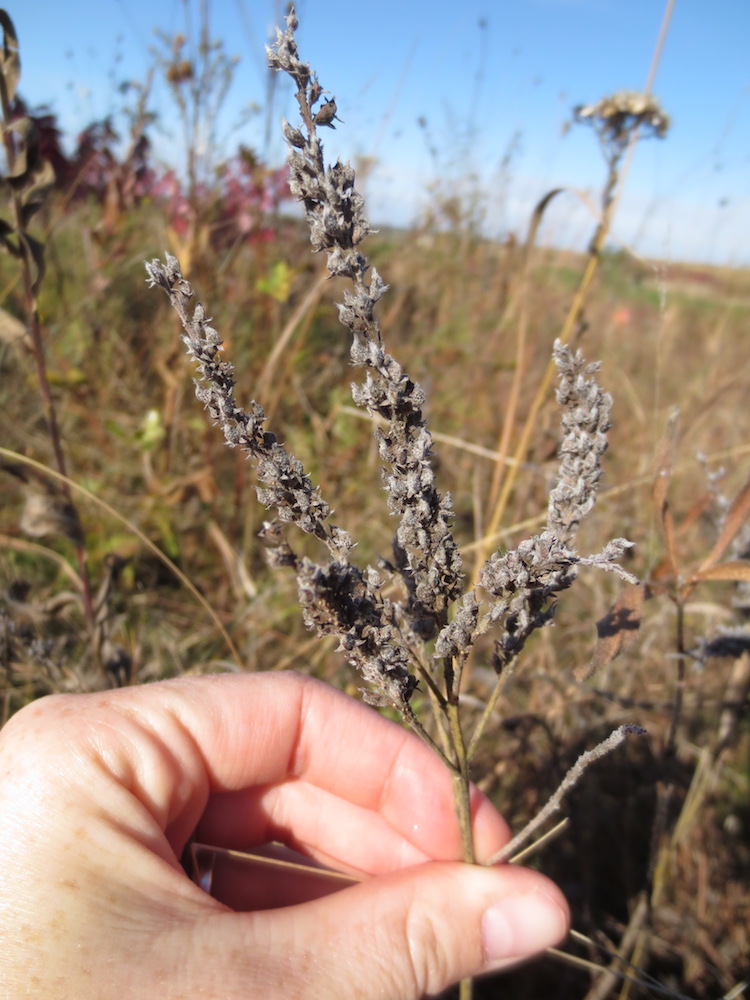 Lead plant in fall