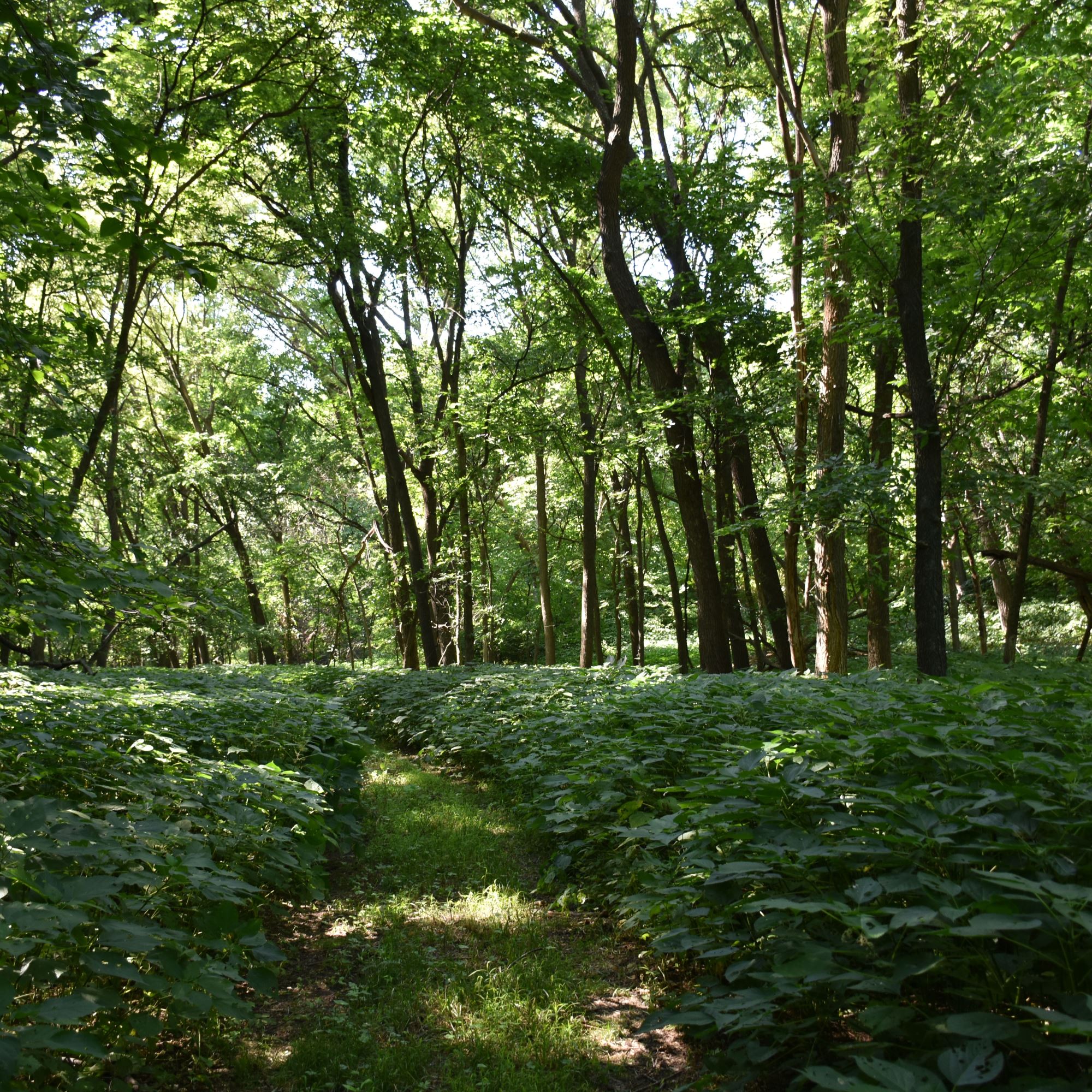 Woodland trail at Little Sioux Scout Ranch