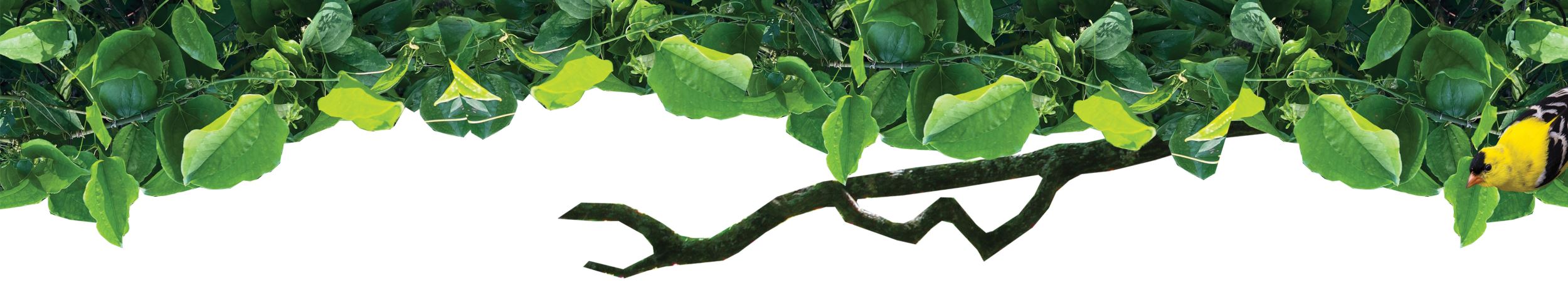 Illustrated. graphic with vines, leaves and a goldfinch