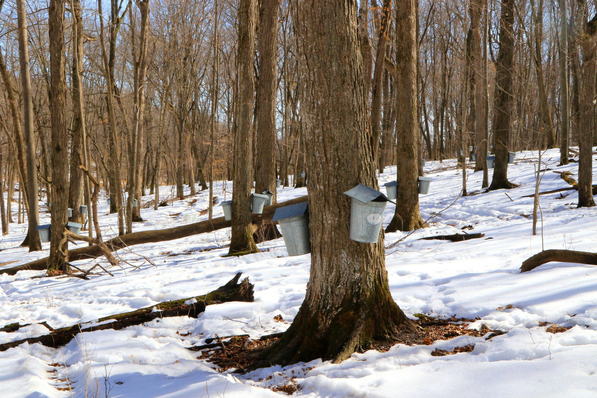 maple tapping
