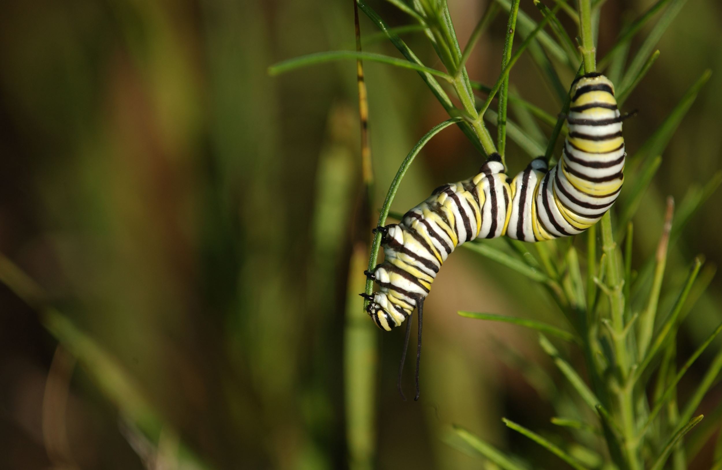 caterpillar