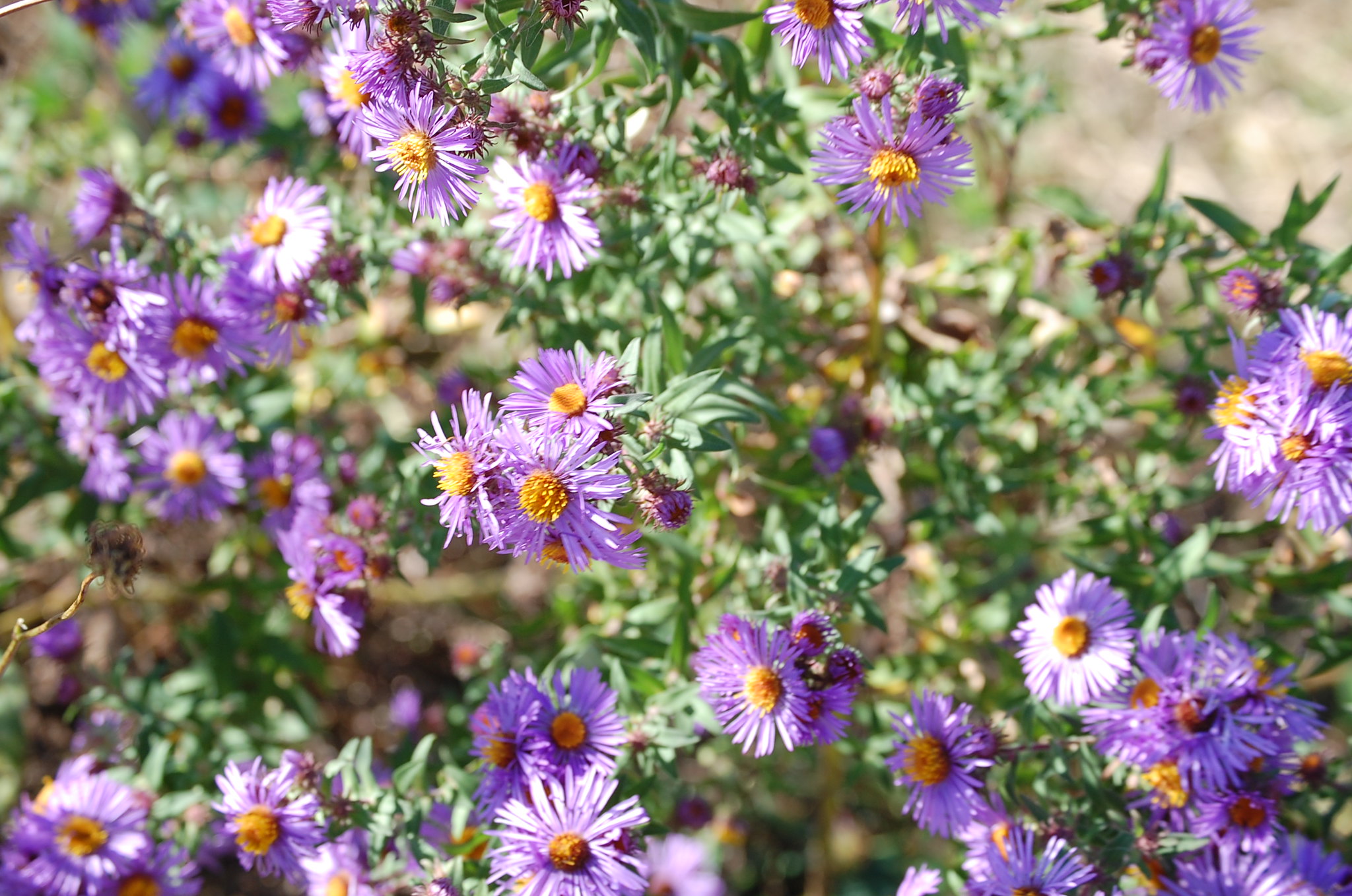 New England Aster