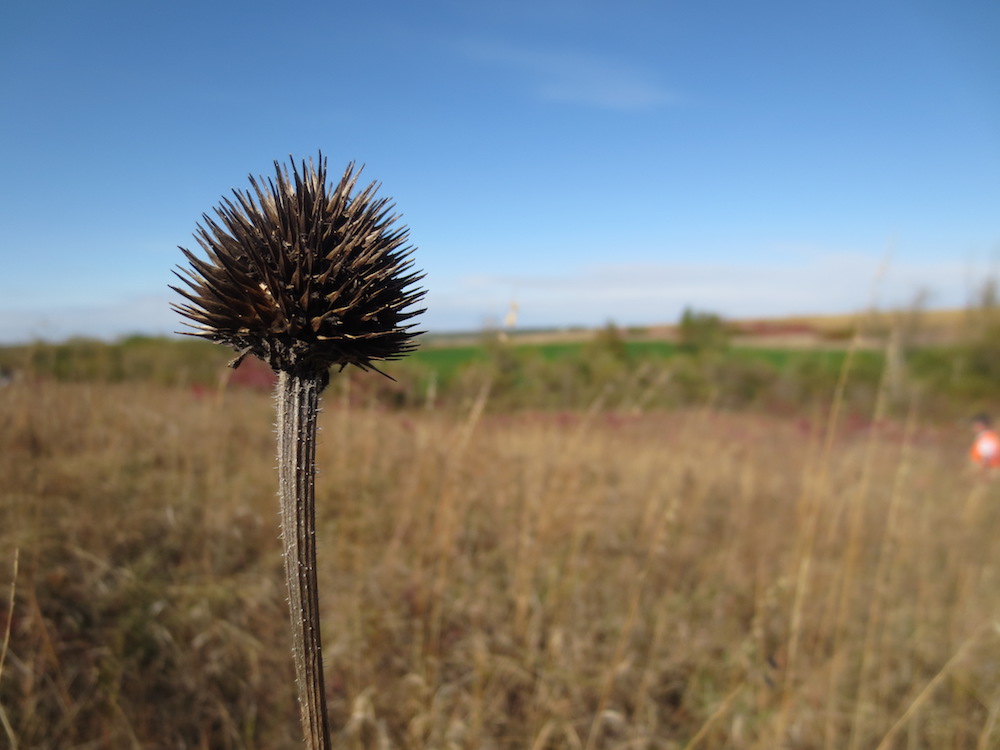 INHF sends prairie seed for research to Tallgrass Prairie Center