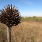 coneflower