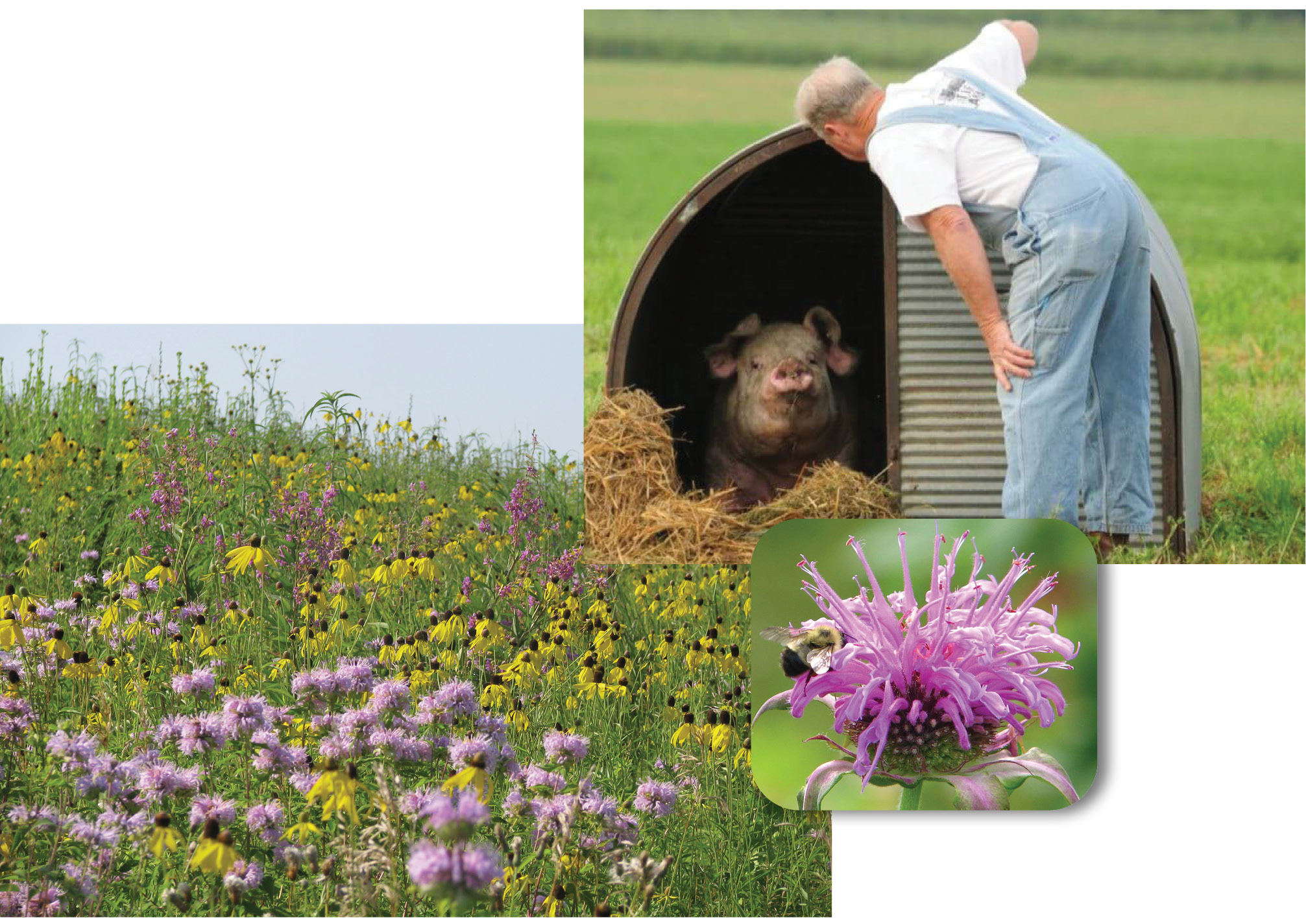 Image collage showing prairie plants and Paul Willis checking on a hog in the field.