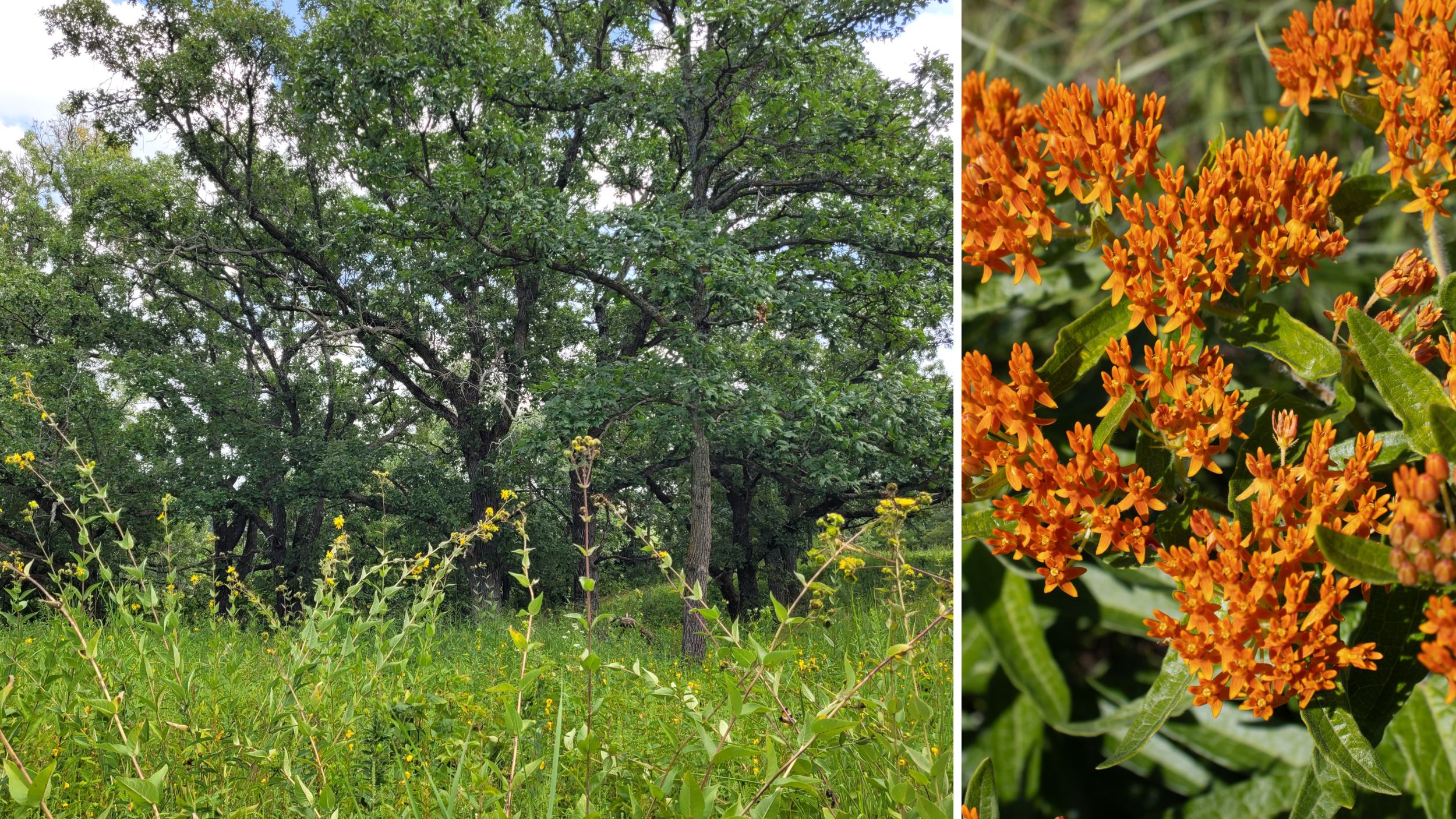 View of the prairie and butterfly milkweed at Eckoff Nature Preserve