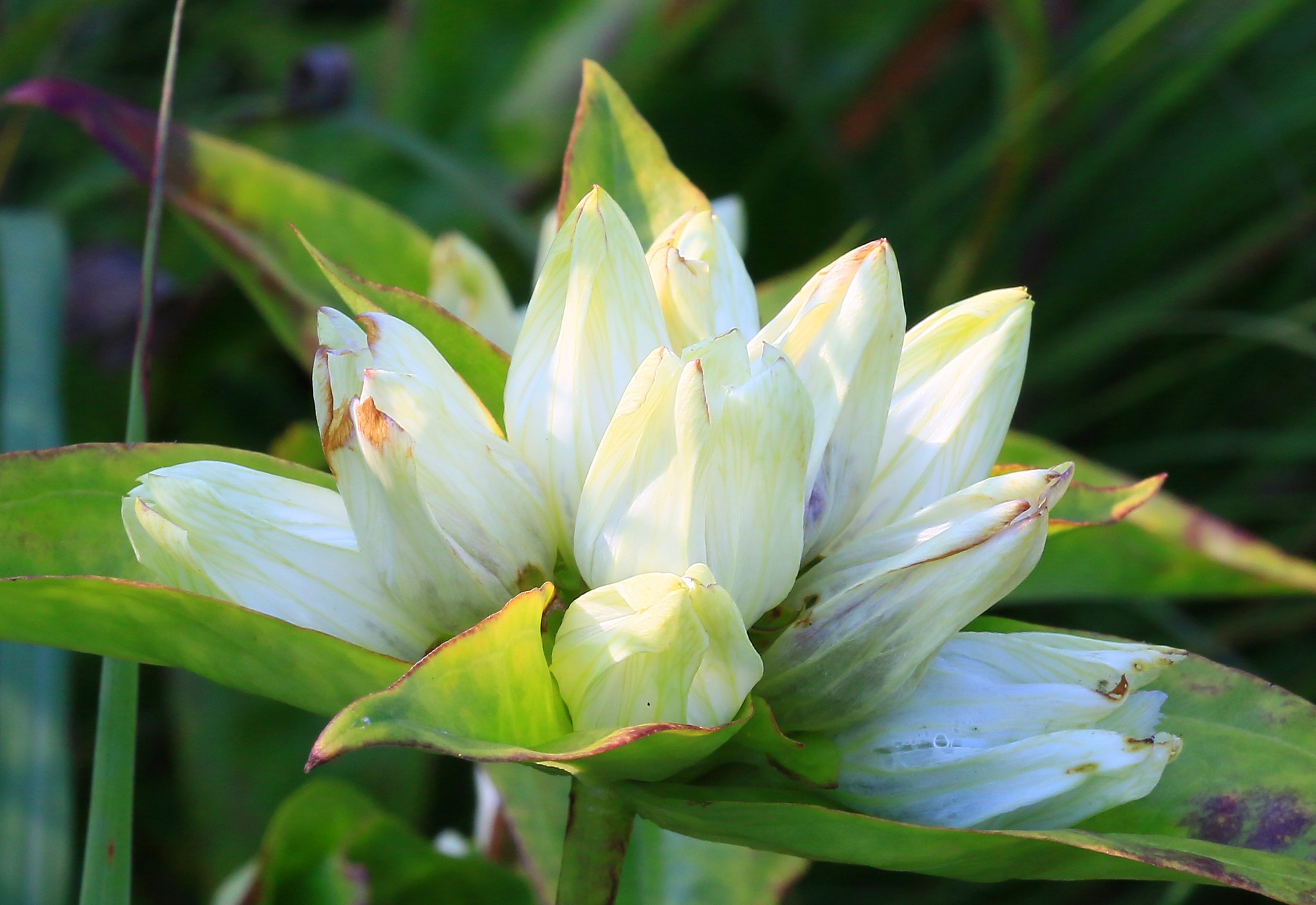 Cream gentian in bloom, photo by Larry Reis