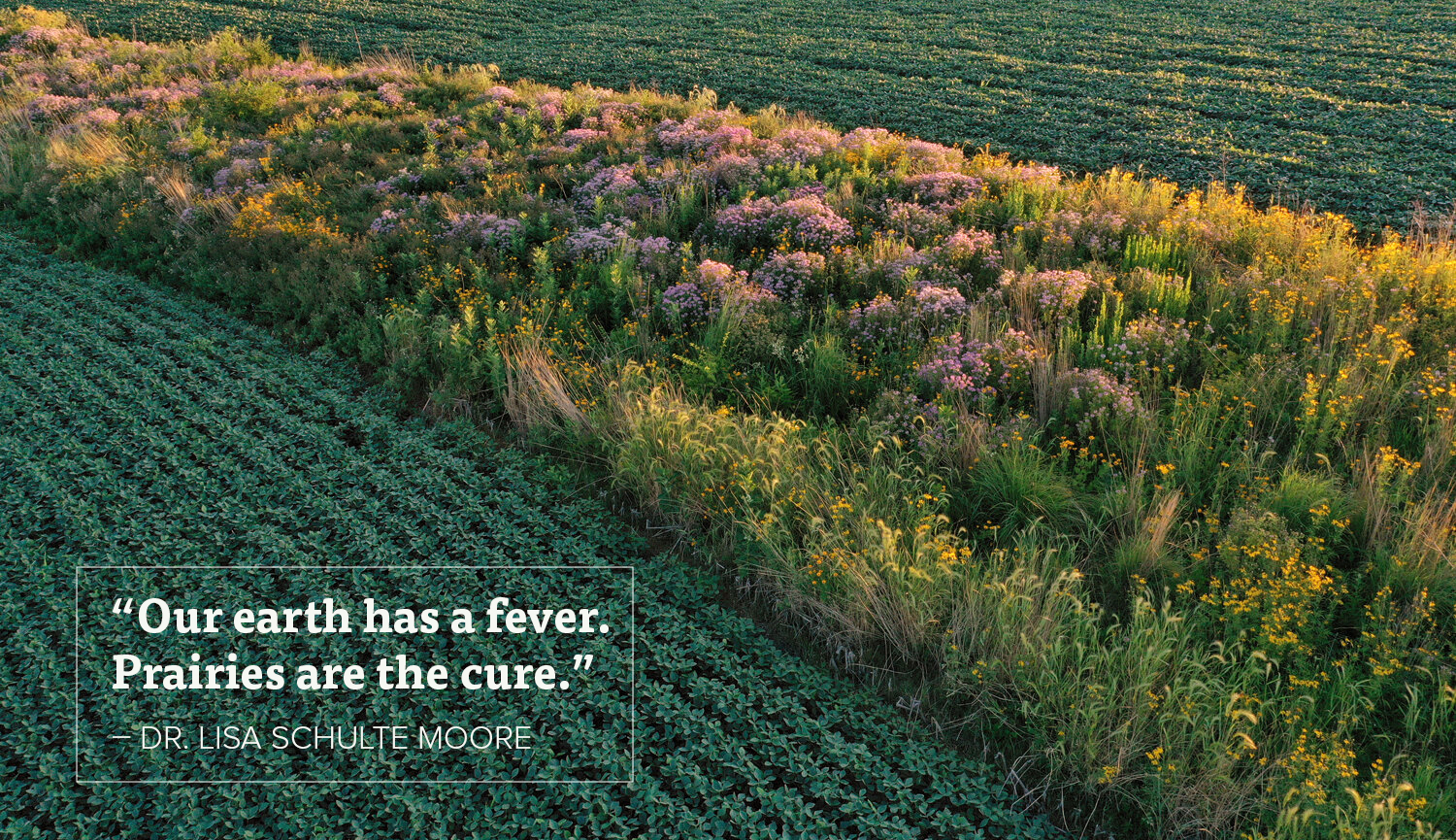 Photo by omar de kok-mercado showing prairie planted between two bean fields