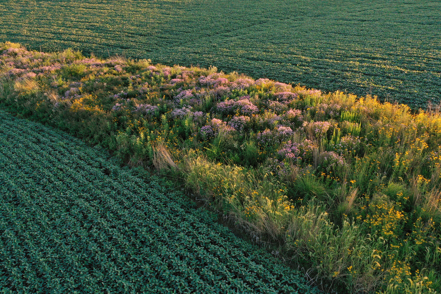 Prairie Perspectives