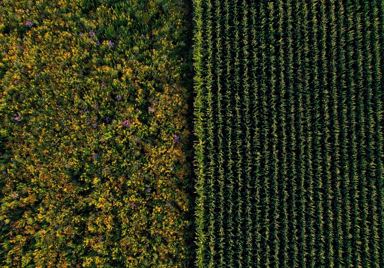 Photo by ISU Prairie STRIPS