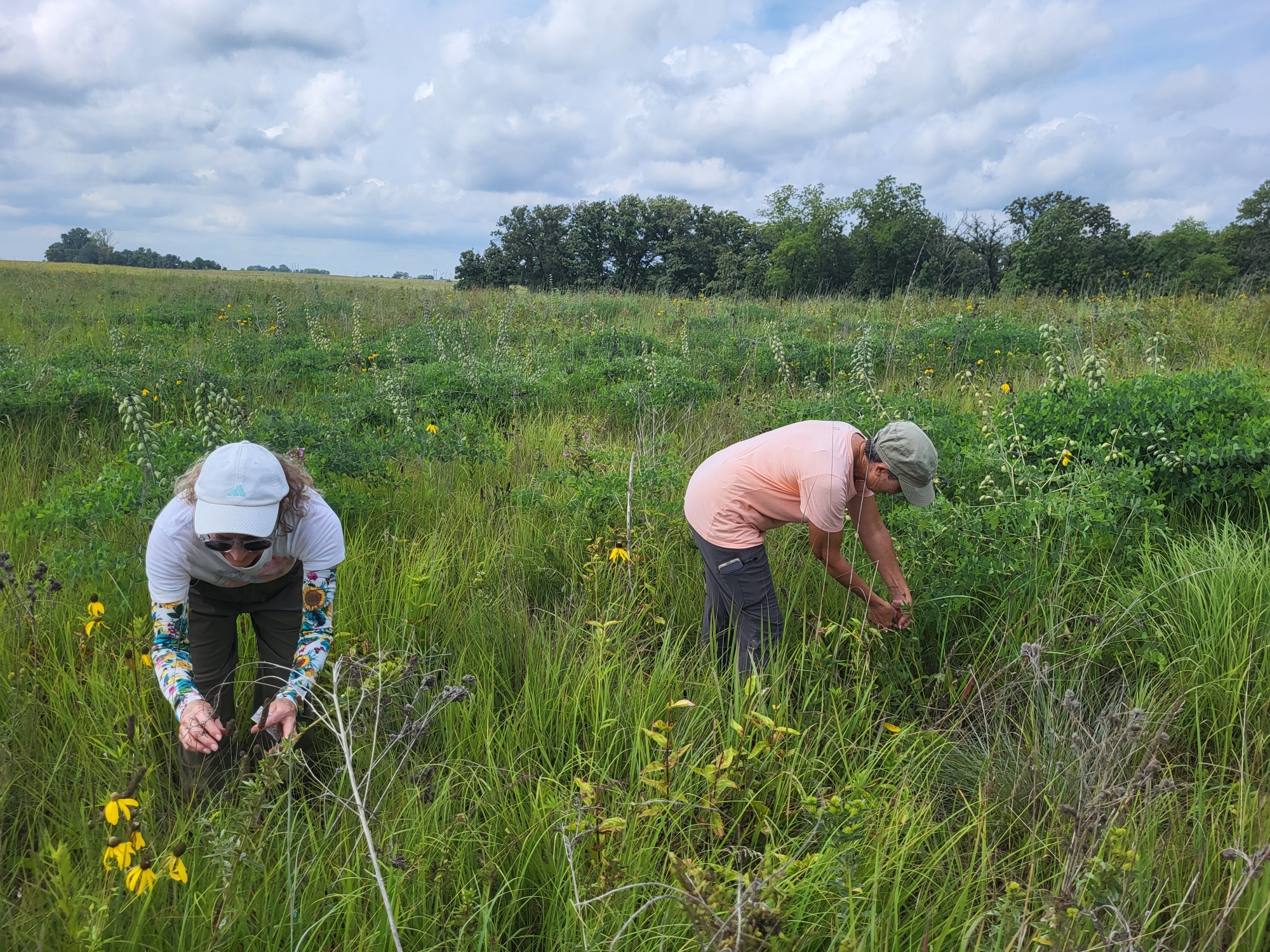 Two volunteers harvest prairie seed