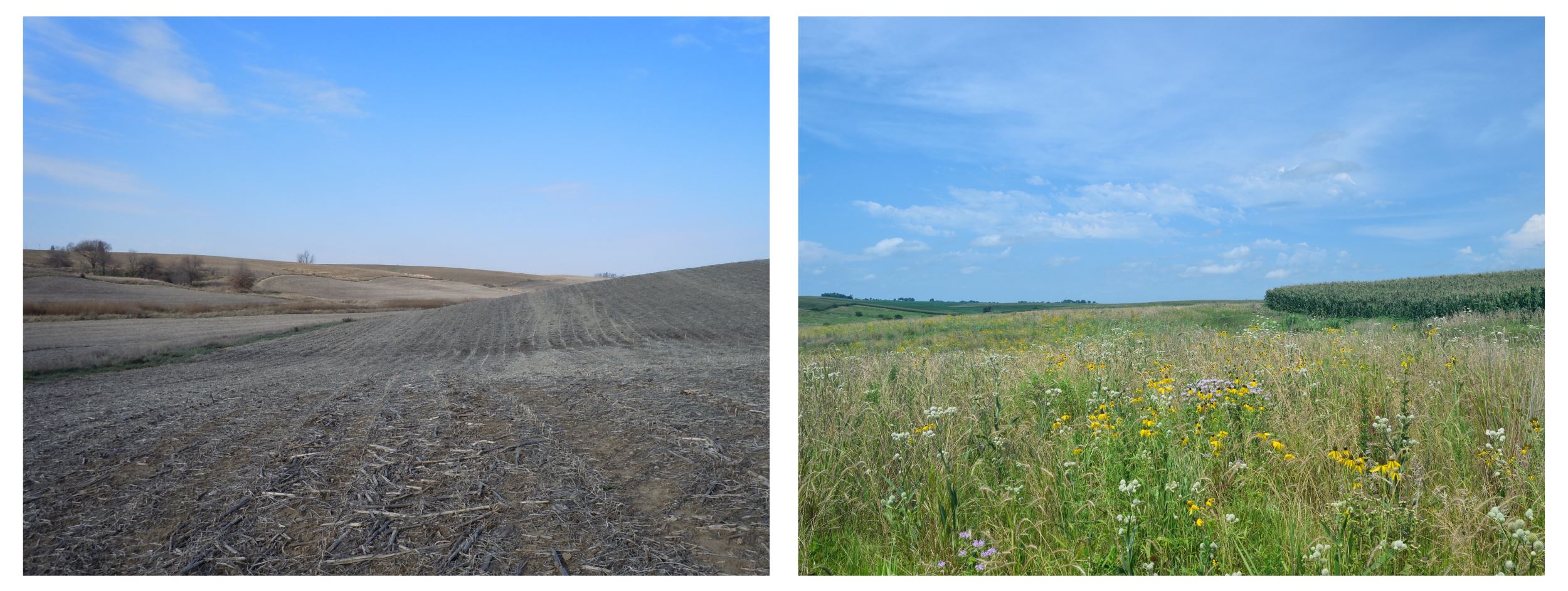 Two images showing cropland before and after prairie reconstruction