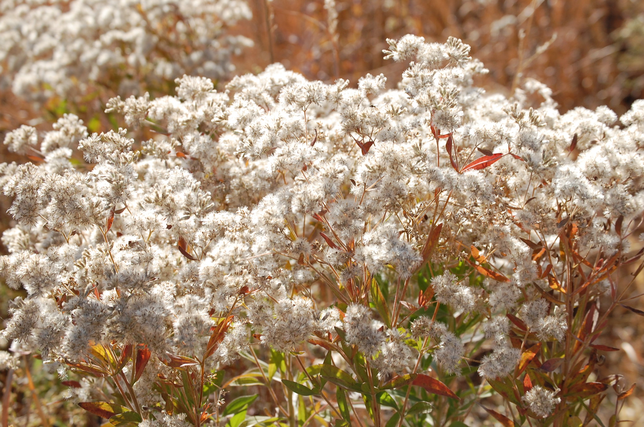 The fluffy seeds of tall thoroughwort.