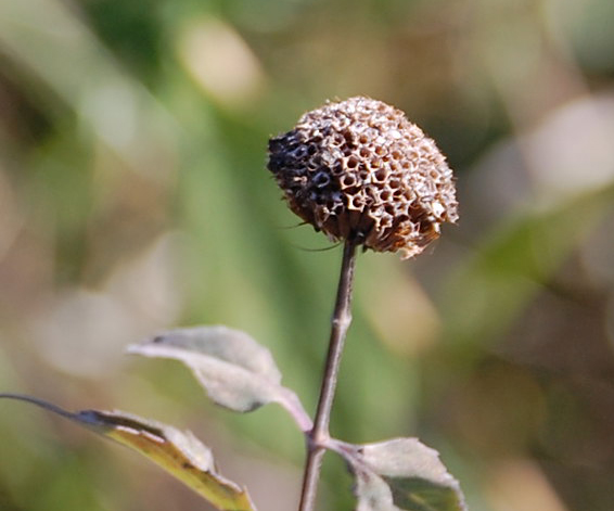 Seed head of monarda, commonly known as bee balm.