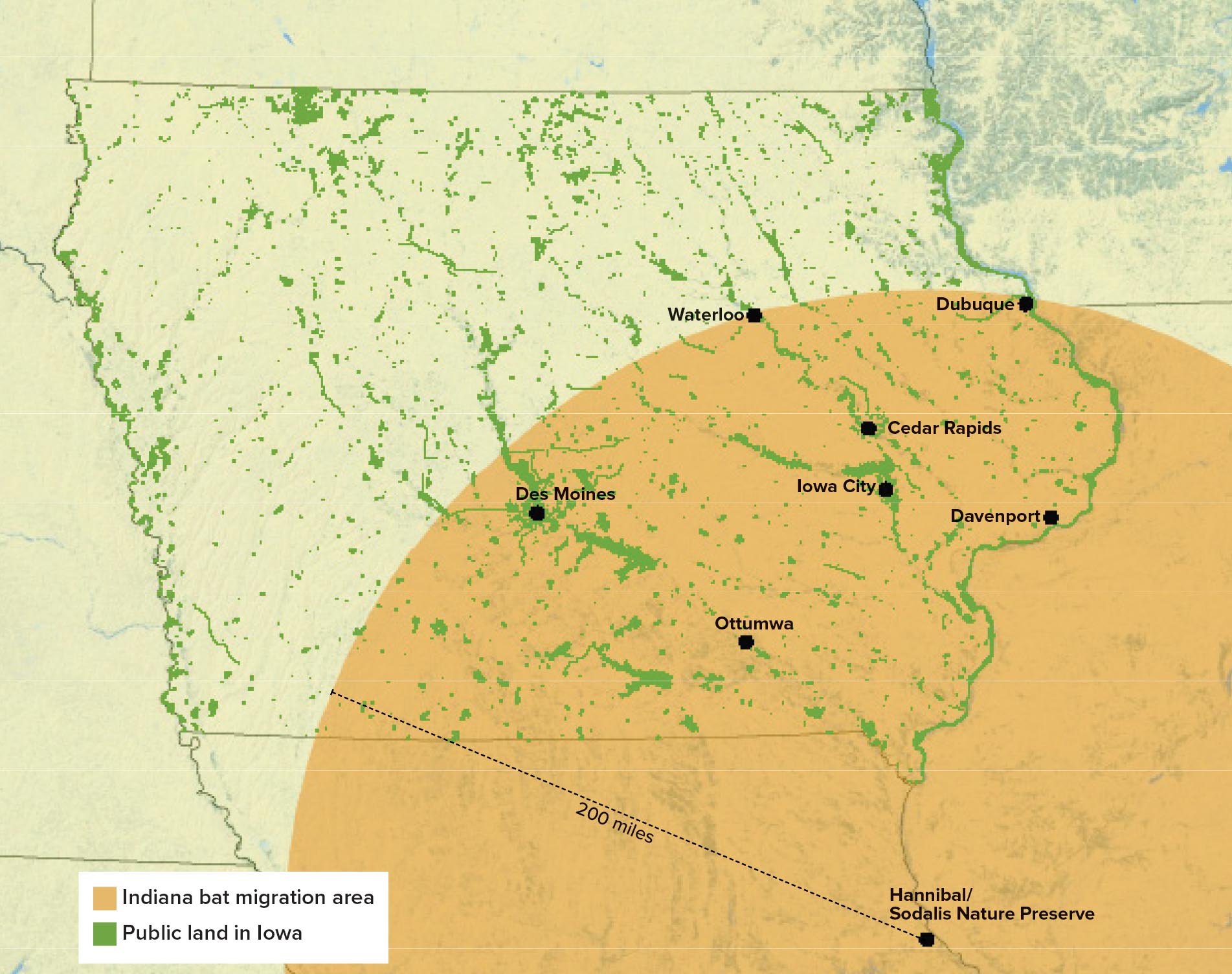 Sodalis bat migration