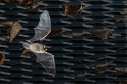 Indiana bat