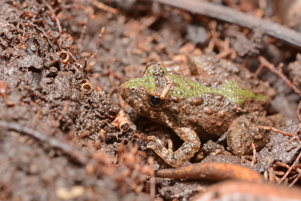 Blanchard's cricket frog