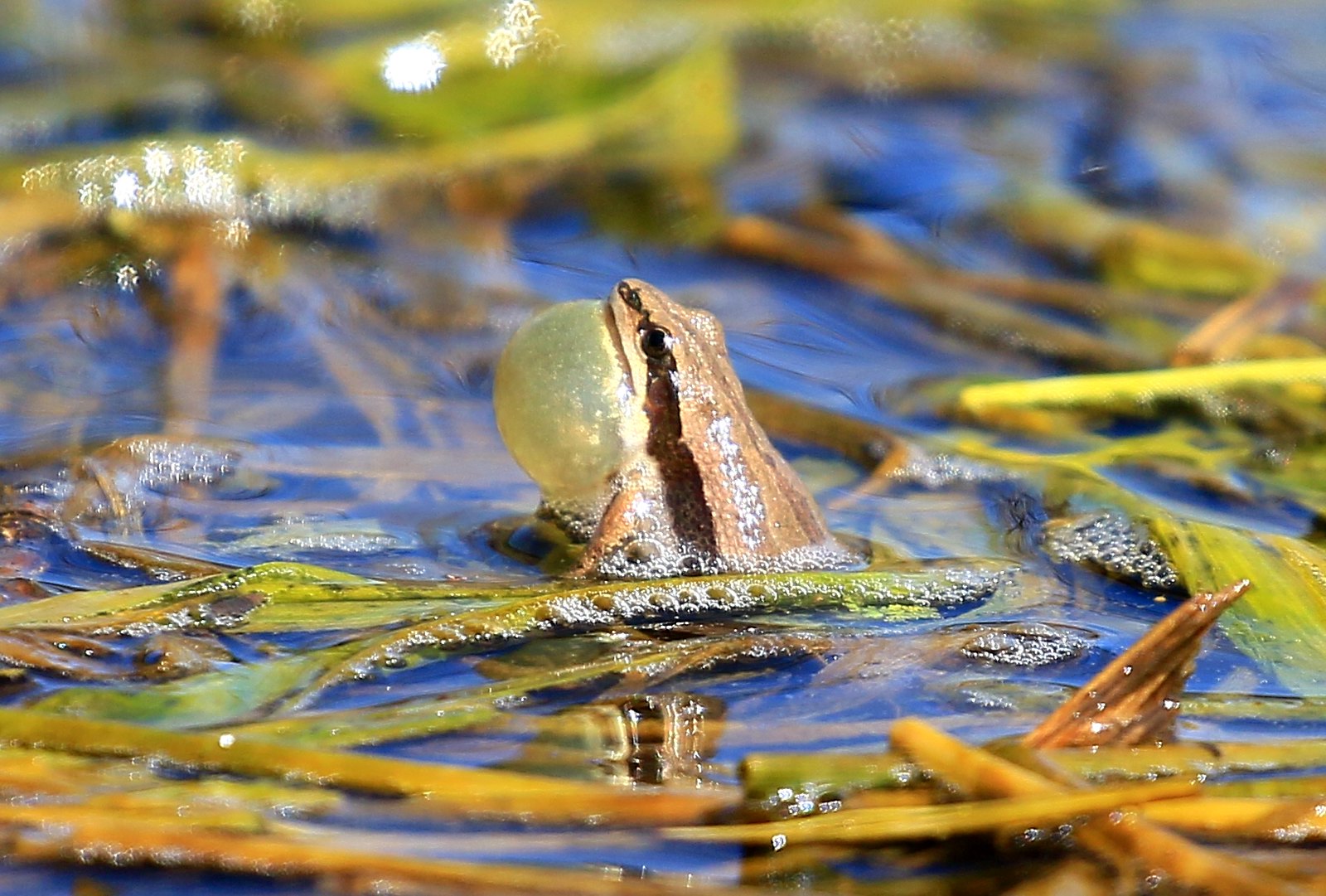 Boreal chorus frog