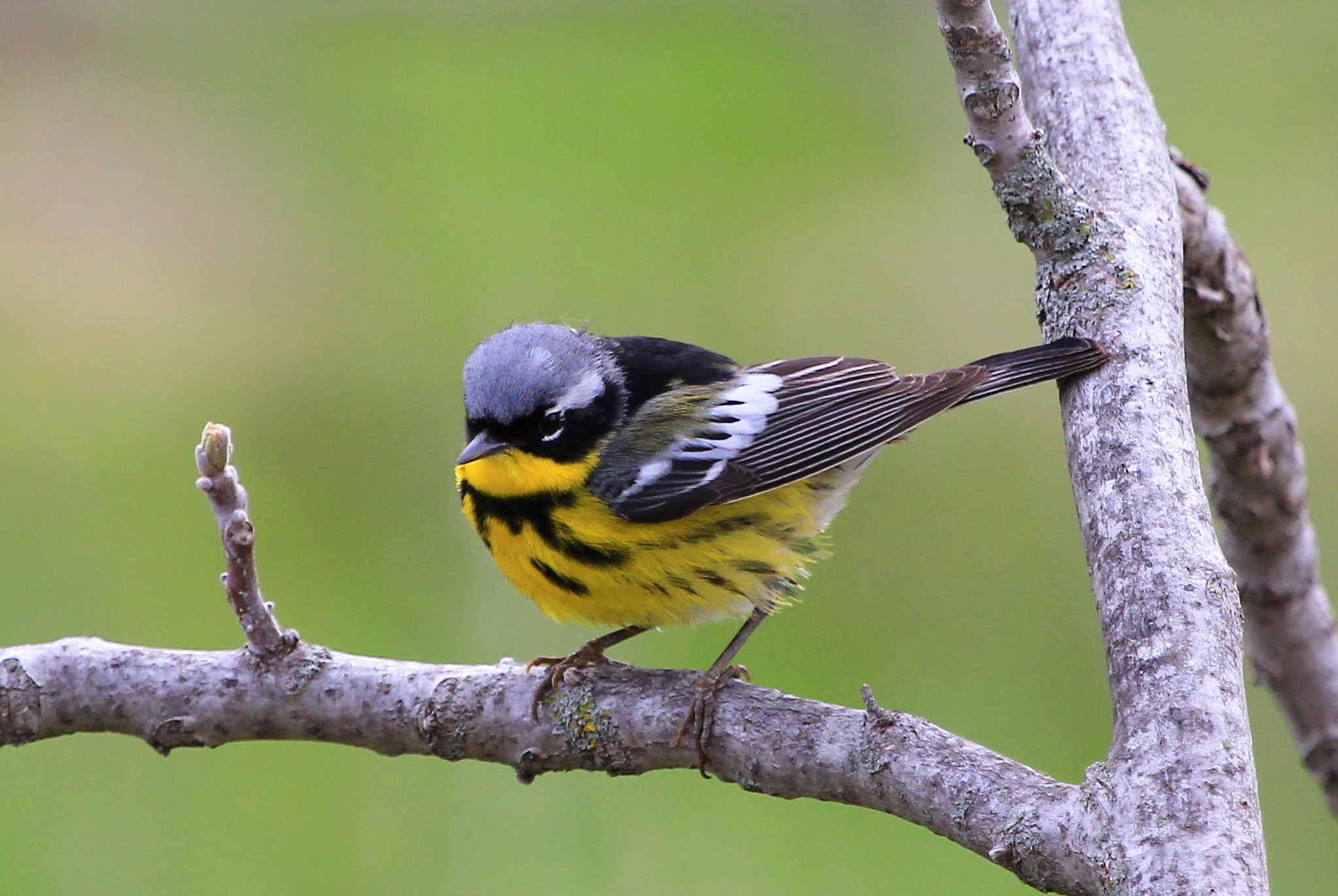 Magnolia warbler, Larry Reis