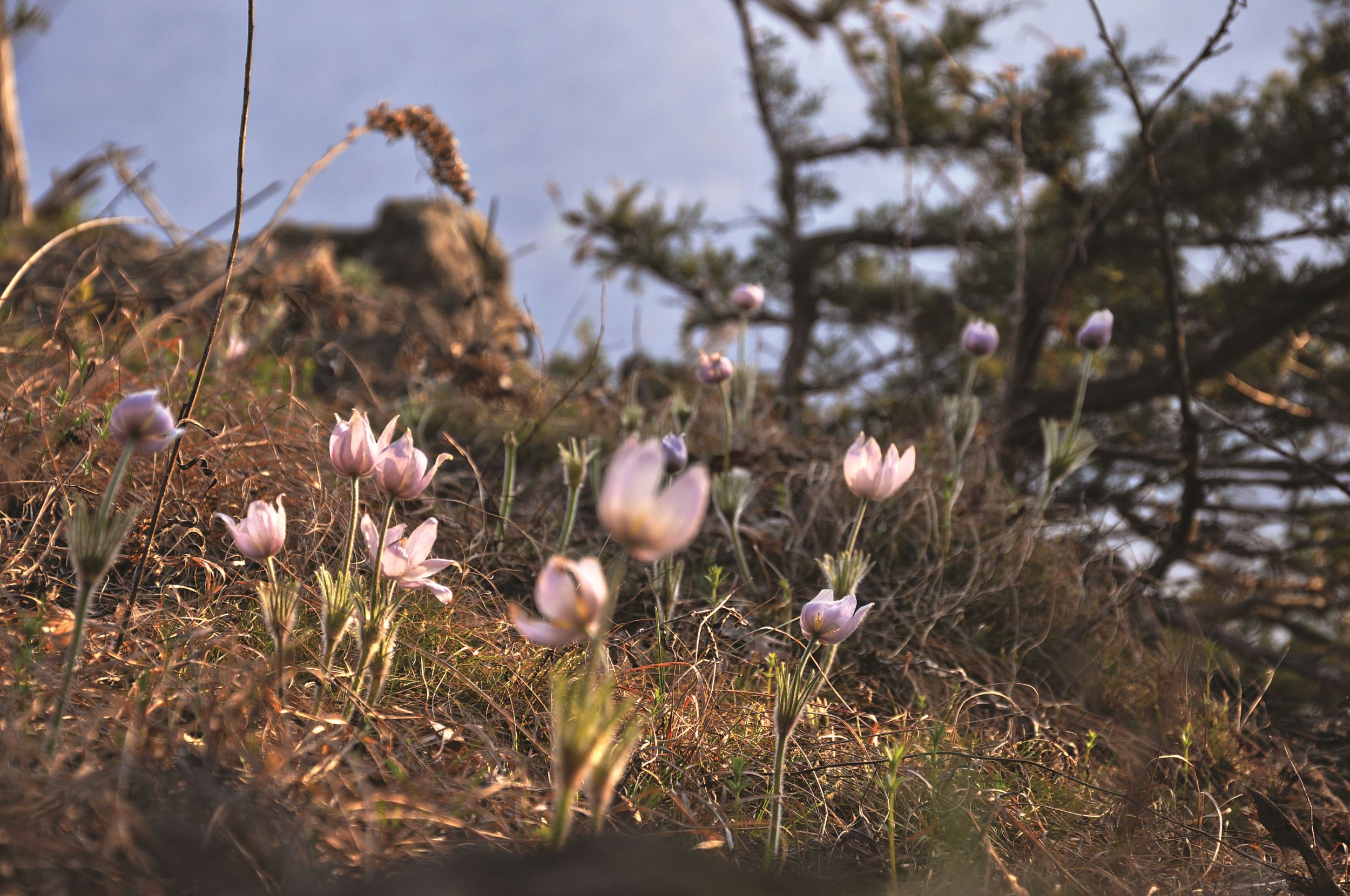 Pasque flower, Jessica Rilling