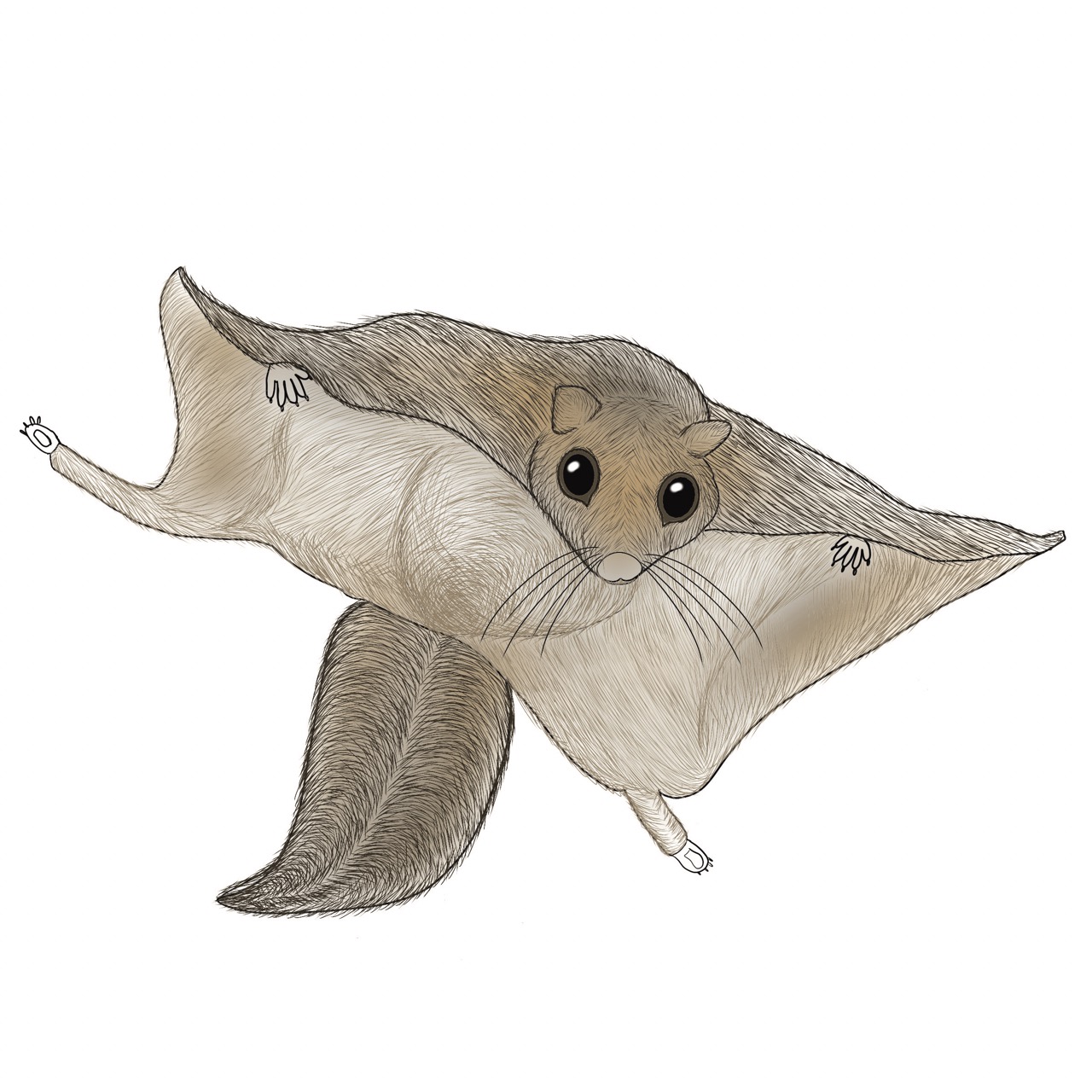 Flying squirrel illustration by Jordan McDowell