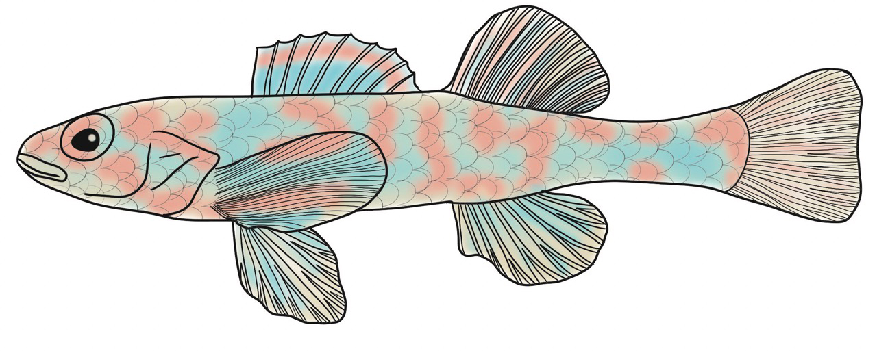 Iowa Darter illustration by Jordan McDowell