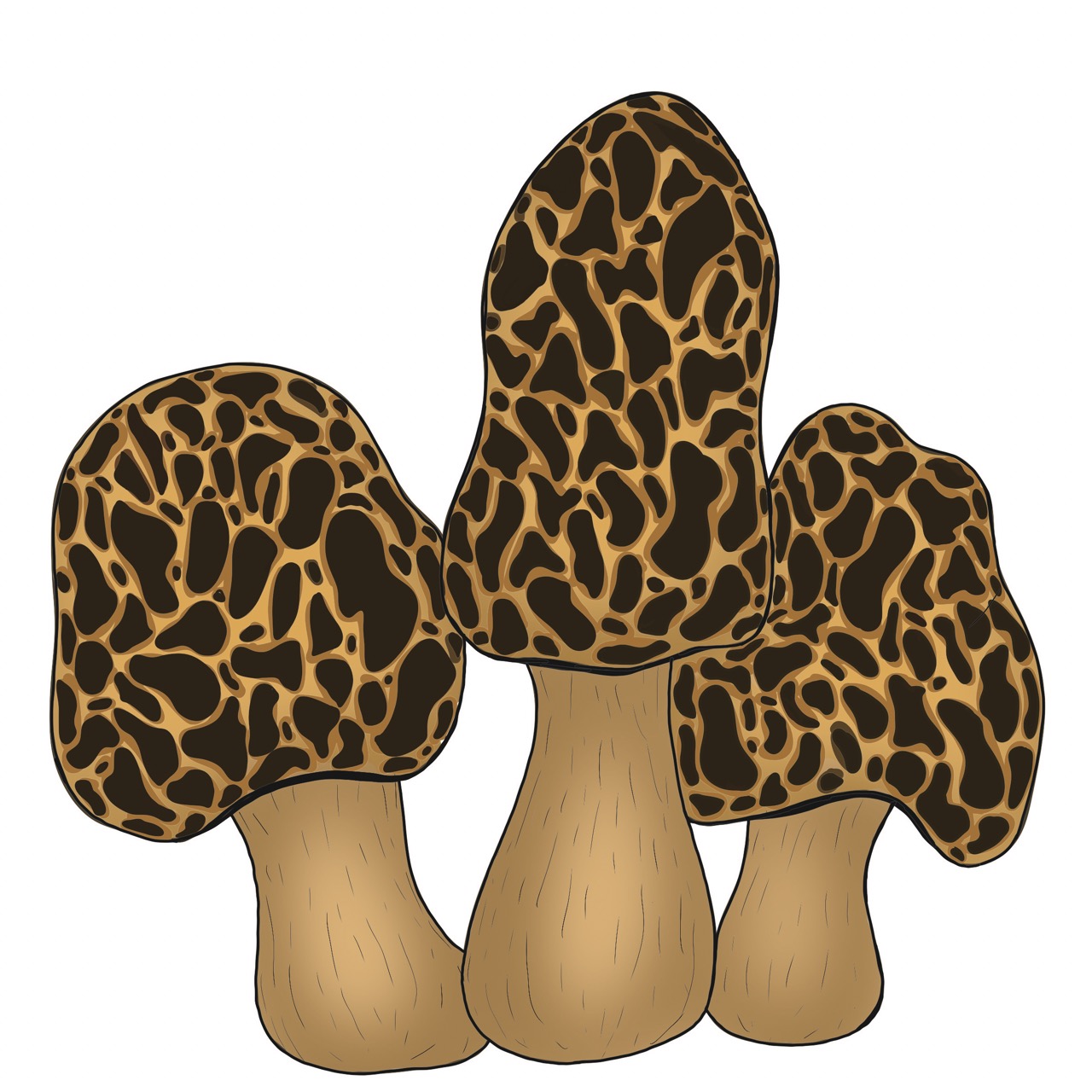 Morel mushroom illustration by Jordan McDowell