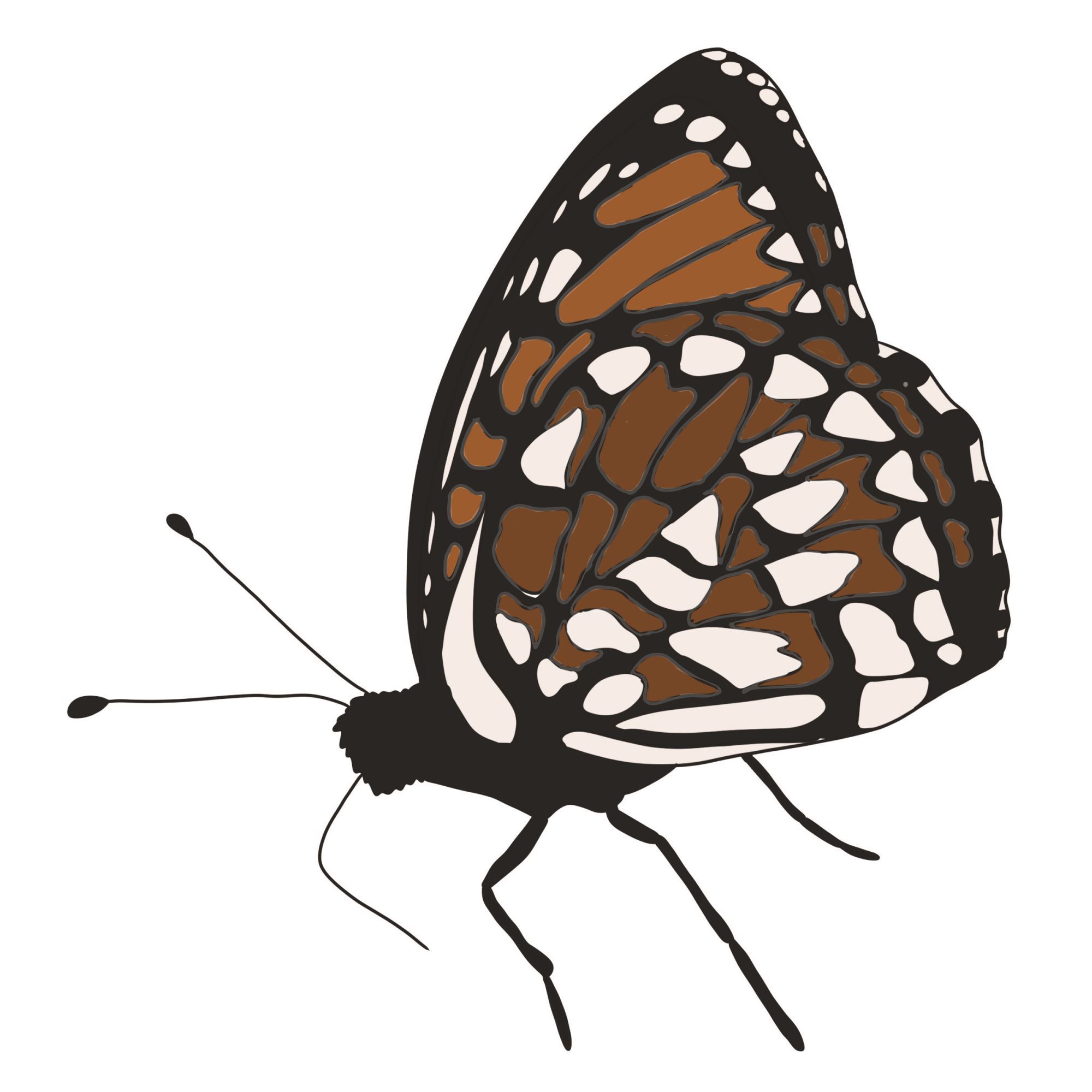 regal fritillary illustration by Jordan McDowell