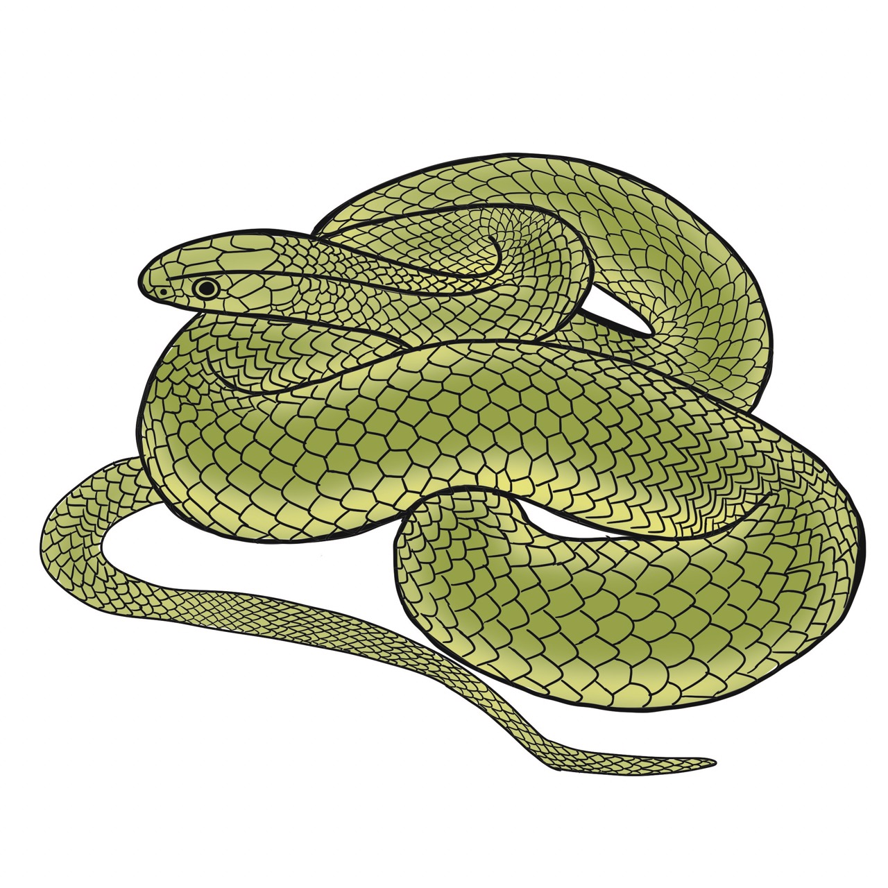 Smooth green snake illustration by Jordan McDowell
