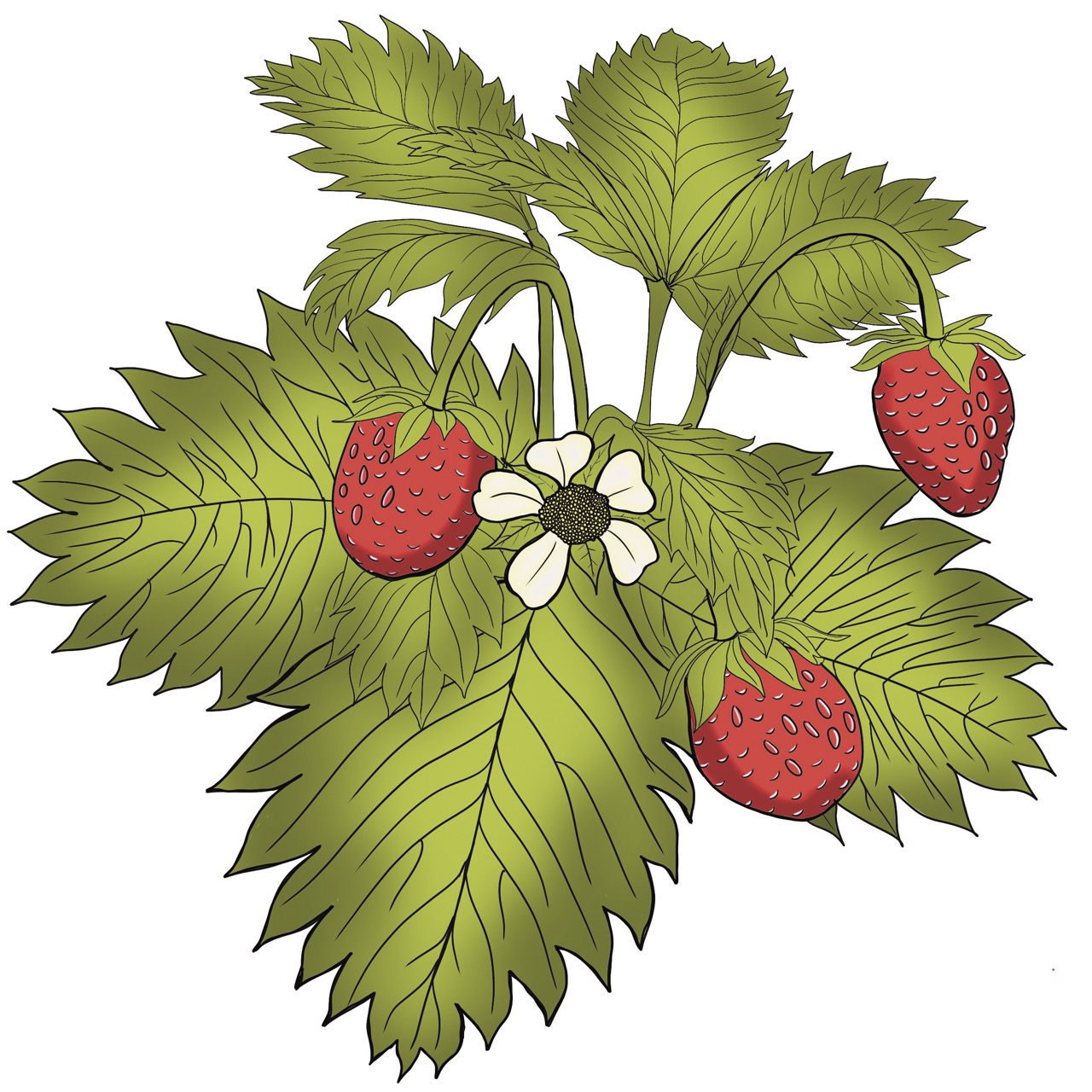 Wild strawberry illustration by Jordan McDowell