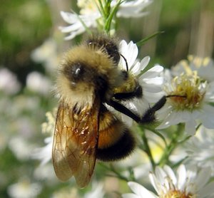 Rusty Patched Bumblebee