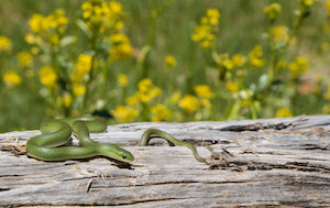 Smooth Green Snake