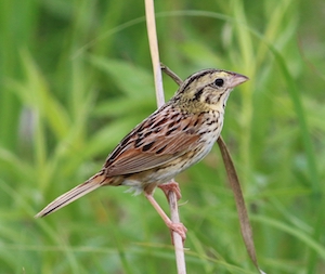 Henslow's Sparrow