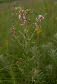 Prairie Bush Clover