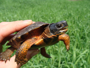 Wood Turtle