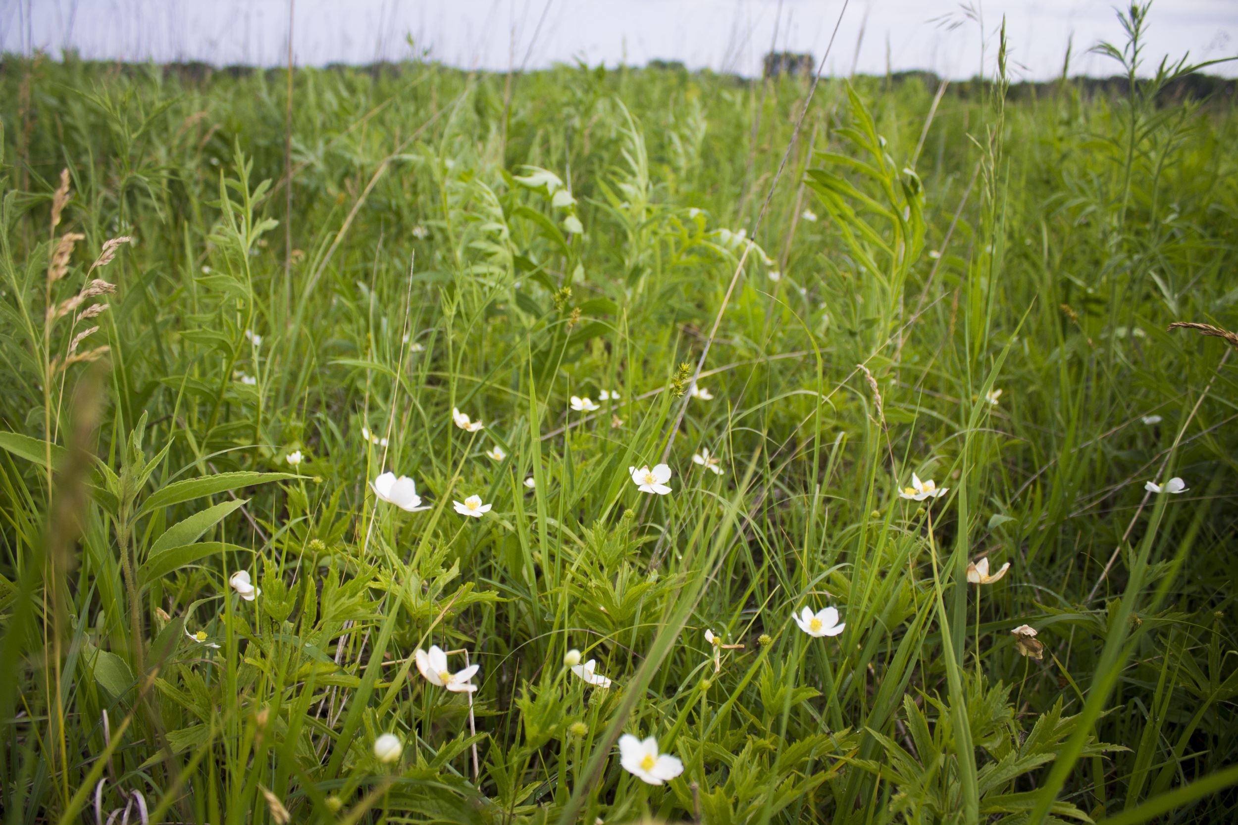 Doolittle Prairie State Preserve