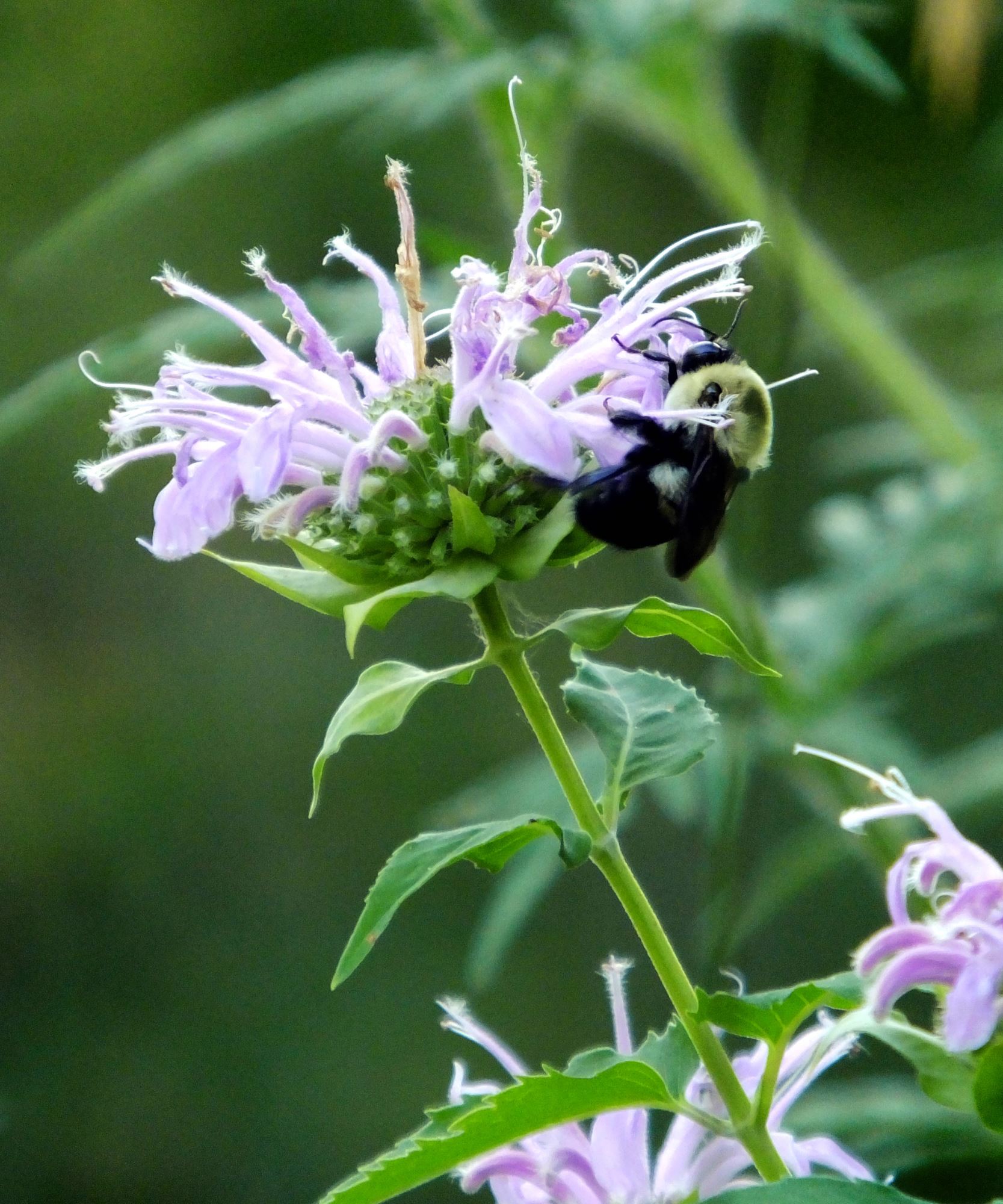 Bee balm