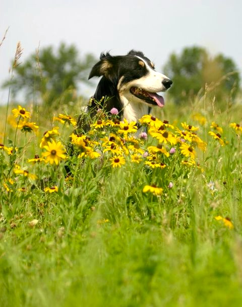 Watkins farm dog