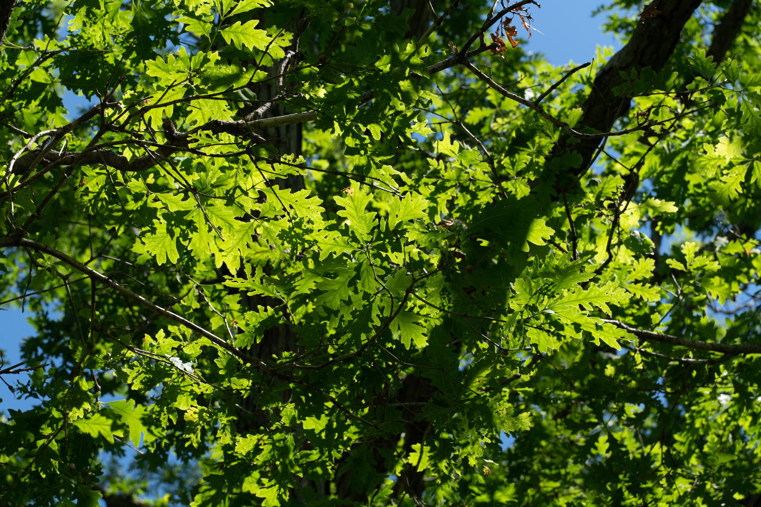 Oak leaves