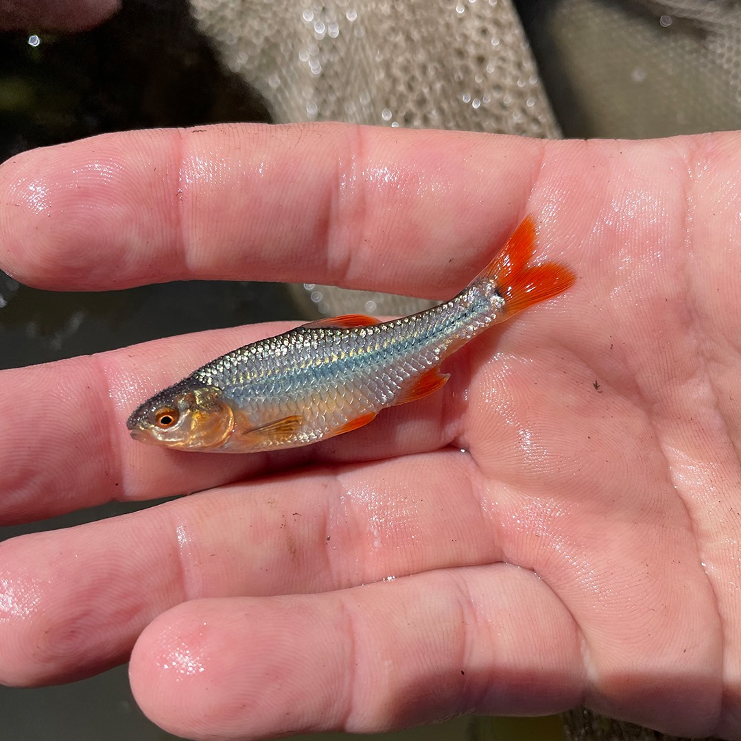 Topeka Shiner minnow