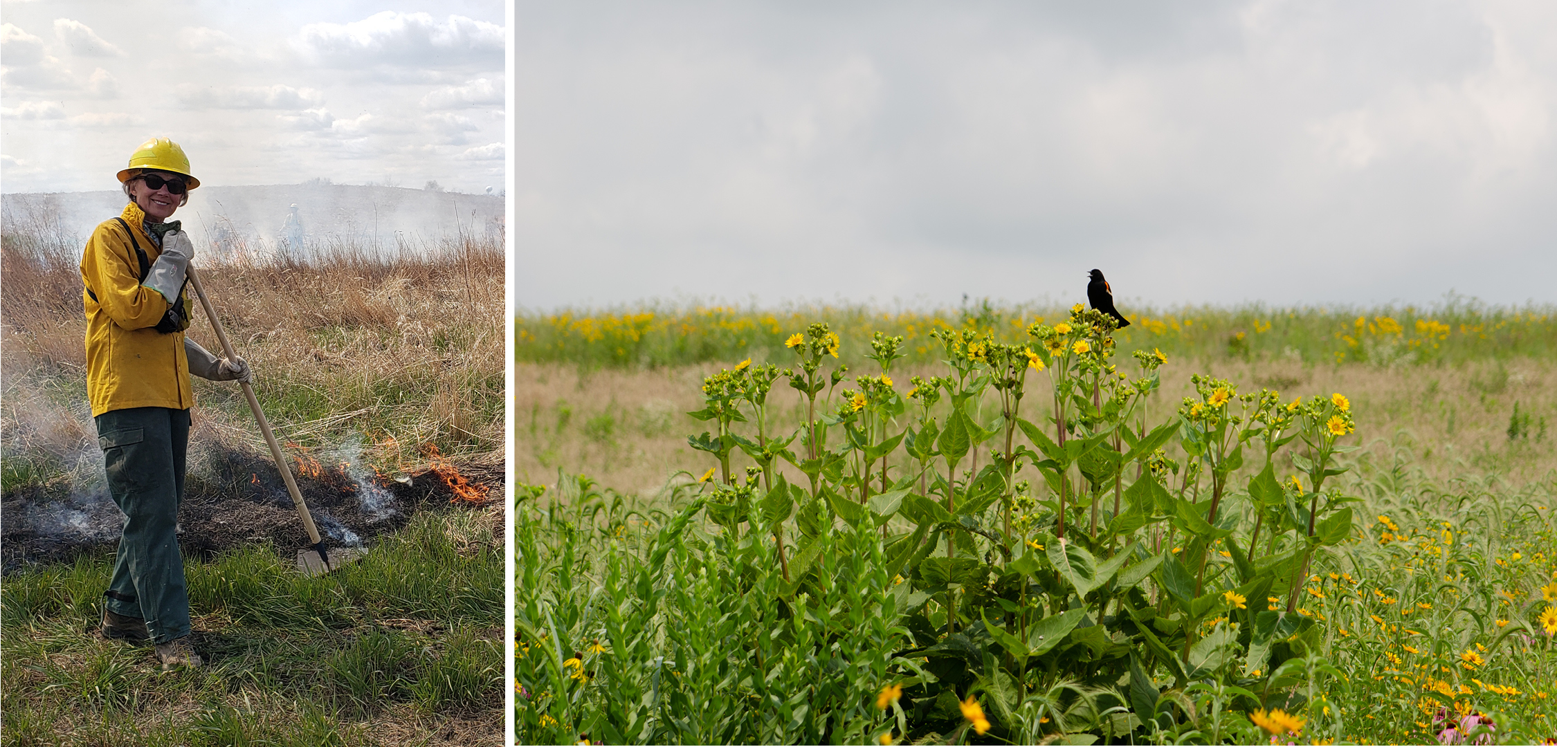 Ann Werner pictured during a prescribed burn next to a photo of a perched red-winged blackbird.